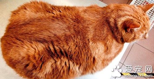 英国举行宠物减肥大赛 最重宠物夺宠物冠军