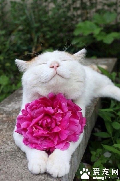 咦，好香好香呢~