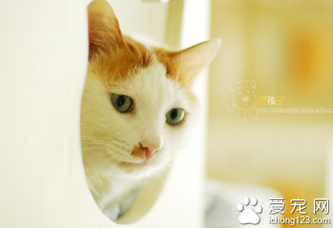 猫能吃生肉 可能会引起猫罹患某些疾病