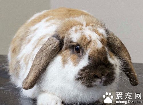 英国举行宠物减肥大赛 最重宠物夺宠物冠军