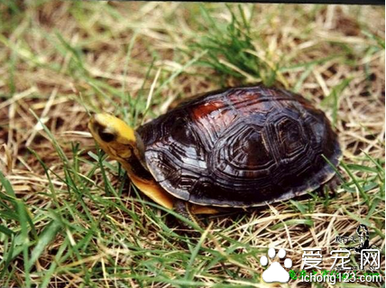 图文闭合龟图片   图文闭合龟的选购与饲养