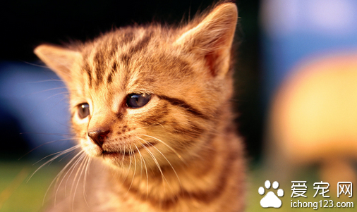 如何让猫咪听懂过来的指令 让猫先熟悉名字