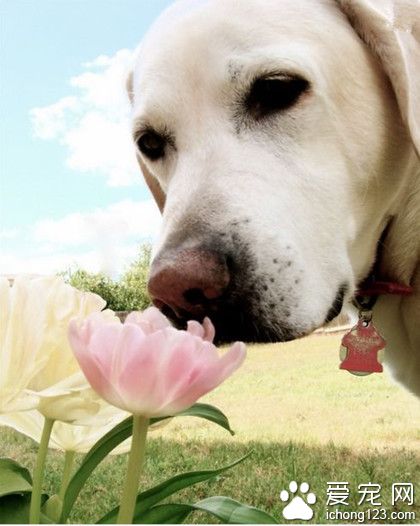 宝宝也要出去踏青呢，这花好香呢！