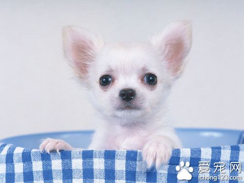 狗皮肤病怎么办 皮肤真菌症的预防方法