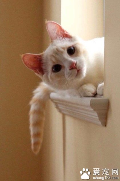 喵星人，你看啥呢？