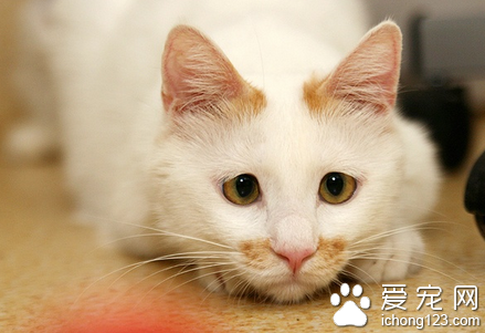 怎么训练猫咪为你衔东西 2步训练猫取东西