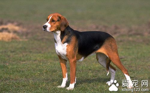 犬冠状病毒是不是犬瘟细小 犬冠状病毒临床症状