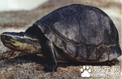 安布闭壳龟图片 安布闭壳龟的挑选与饲养