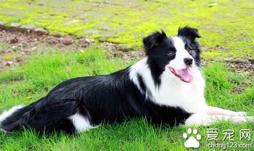 边境牧羊犬好养吗 边境牧羊犬饲养注意事项