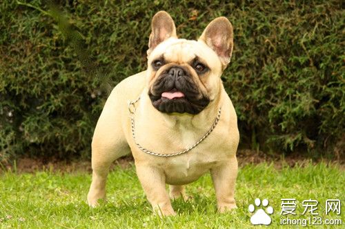 法国斗牛犬价格 法国斗牛犬饲养注意事项