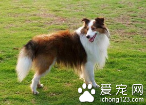喜乐蒂牧羊犬训练 喜乐蒂牧羊犬饲养注意事项
