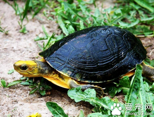 怎样区别金头闭壳龟 头部金灿灿的十分抢眼