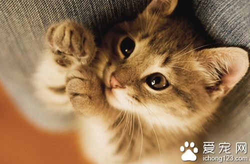 宠物猫去医院注射疫苗死亡 主人要求医院赔偿损失