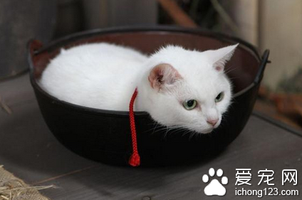 猫怎么才算交配成功 交配后母猫不让碰