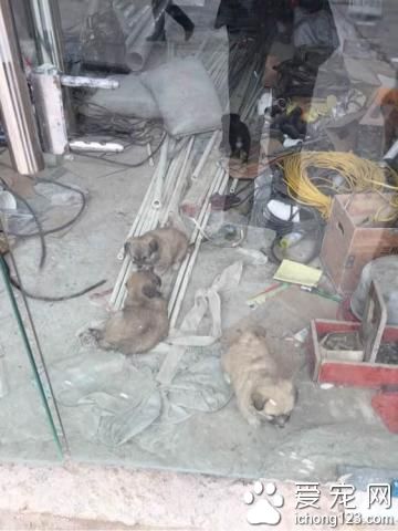 狗妈妈生4崽居住地招保安驱赶 发生悲剧一幕