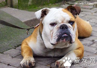 斗牛犬如何斗牛 斗牛犬饲养上需要注意地方