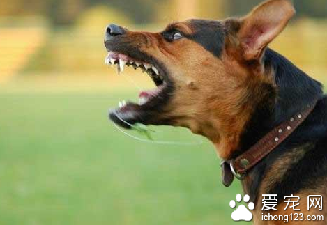 怎么让狗狗不随地大小便 坚持和适时的训练