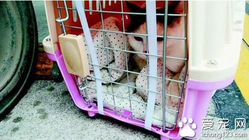 主人出去度假带宠物 坐“飞的”价格昂贵