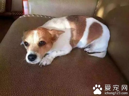 婆婆哭了一晚上 女子重金悬赏10万寻找宠物狗