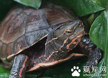 云南闭壳龟价格 云南闭壳龟水栖性较强