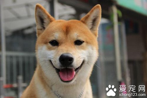 柴犬和秋田犬的区别 柴犬饲养注意事项