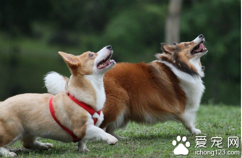 狗狗召回训练 三步骤训练把狗狗召回身边