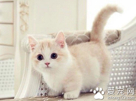 什么样的猫便盆好 易洗不易吸收臭味不易破损