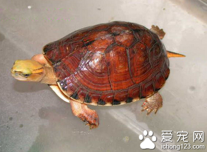 如何鉴别百色闭壳龟 是国内市场价格最高