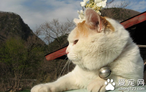 怎样给猫修剪爪子 每月修剪1-2次爪子为宜