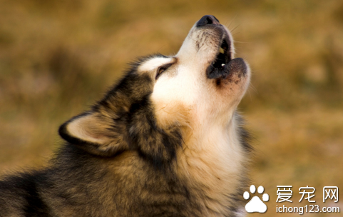 如何训练狗狗不乱叫 可使用喷雾项圈