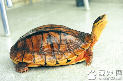 如何挑选三线闭壳龟 也被称为“金钱龟”