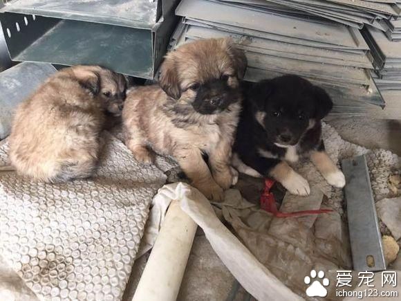 狗妈妈生4崽居住地招保安驱赶 发生悲剧一幕