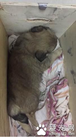 狗妈妈生4崽居住地招保安驱赶 发生悲剧一幕