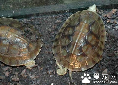 潘氏闭壳龟价格 因为数量少价格十分昂贵