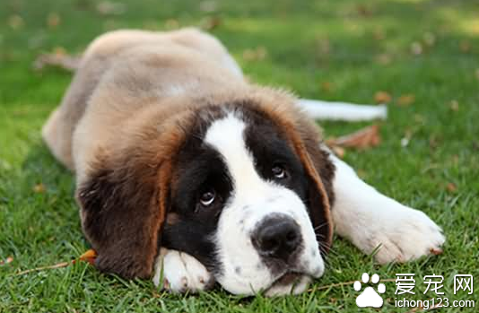 狗狗吃自己的大便怎么办 厌恶疗法来训练