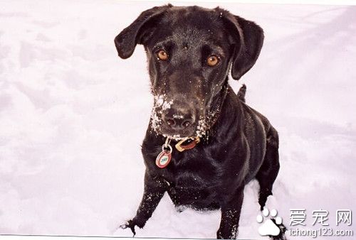 拉不拉多狗怎么训练 拉不拉多饲养注意事项