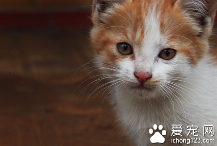 小猫多大的时候性成熟 母猫在10-12个月配种较好