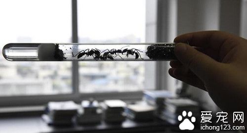 成都截获境外大蚂蚁 当宠物来饲养