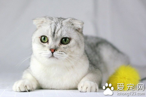 猫咪难产怎么办 可人为帮助猫咪生产