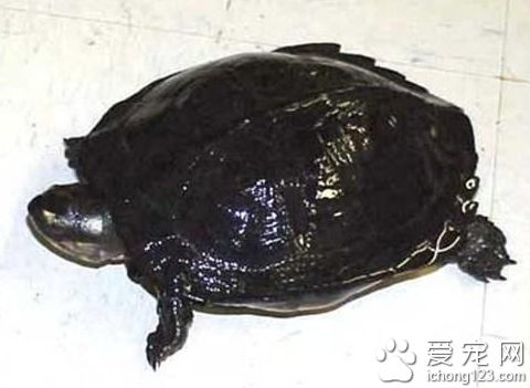 粗颈黑龟图片 如何挑选观赏龟粗颈黑龟