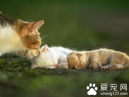怎样提高母猫的受胎率 加强饲养管理