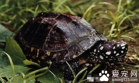 斑点池龟图片 如何挑选观赏龟斑点池龟