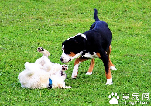 如何训练狗狗在外出时不乱跑 见人见狗就追