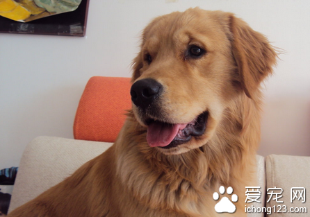 怎么训练狗一次吃完食物 每次只给吃饱的分量