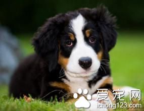 伯恩山犬价格 伯恩山犬饲养需要注意地方