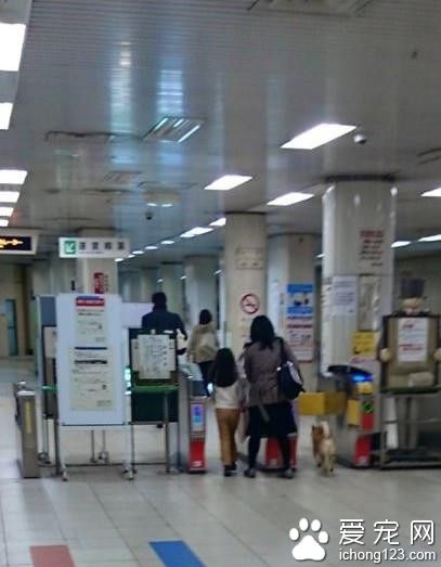 柴犬想通过身高优势逃票混入车站 不料被发现