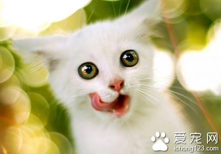 照顾产后的猫咪应该注意什么 防止产后疾病