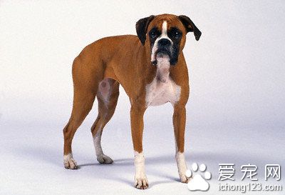 拳狮犬掉毛程度 拳狮犬饲养注意的地方