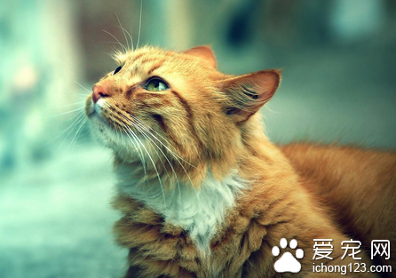 刚出生的小猫如何分出公母 看生殖器官位置