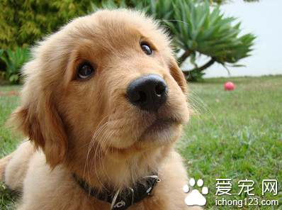 如何教狗狗等待 详解狗看门礼仪怎么教